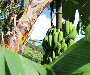 Plant Pictures | Banana Bunch on Banana Plant - Musa