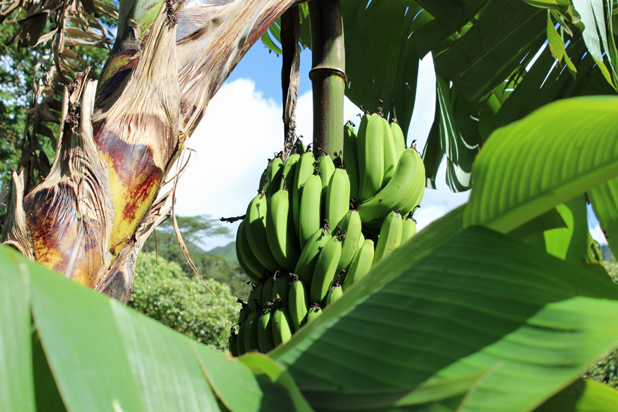 Picture of Banana Plant Musa | Pictures Plants Flowers