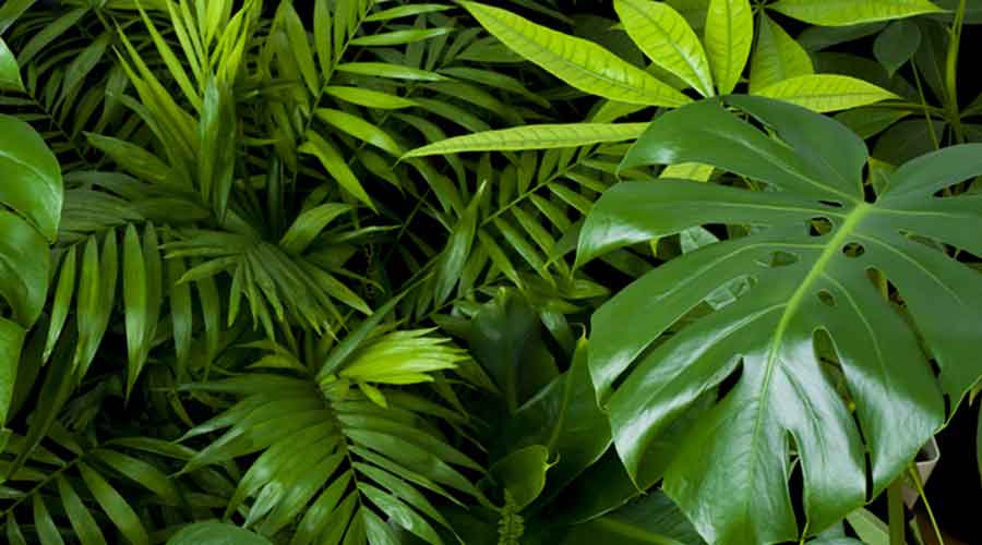 Indoor Plant Care New York NY