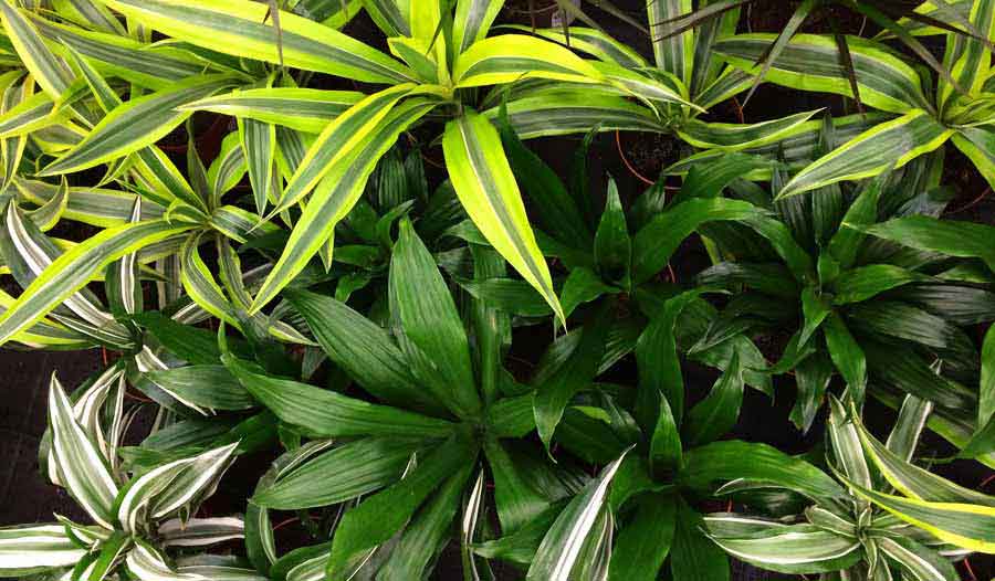 Top Ten Best House Plants | Plants Flowers