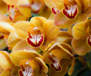Pictures of Orchids | Picture of Yellow Red Orchid Flower