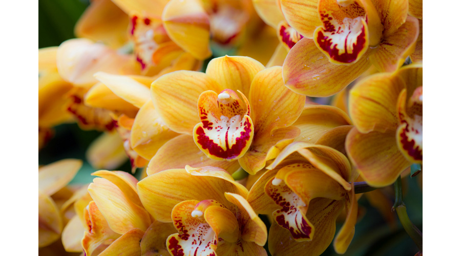 Picture of Red Yellow Orchid Biltmore | Images Flowers Plants