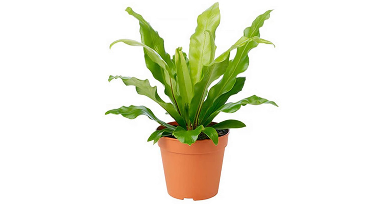 Birds Nest Fern | Buy Live Plants