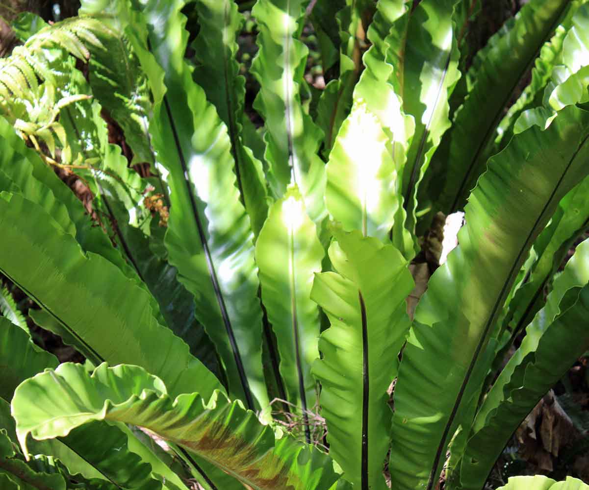 Plant Pictures | Birds Nest Fern Plant