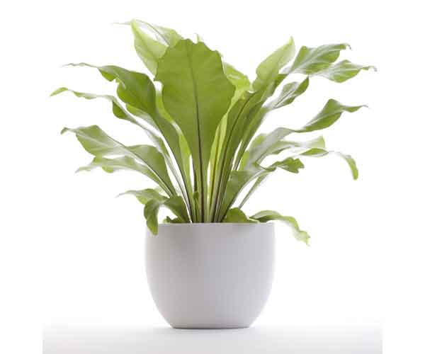 Birds Nest Fern Plant Care | Indoor Plants Pictures and Names