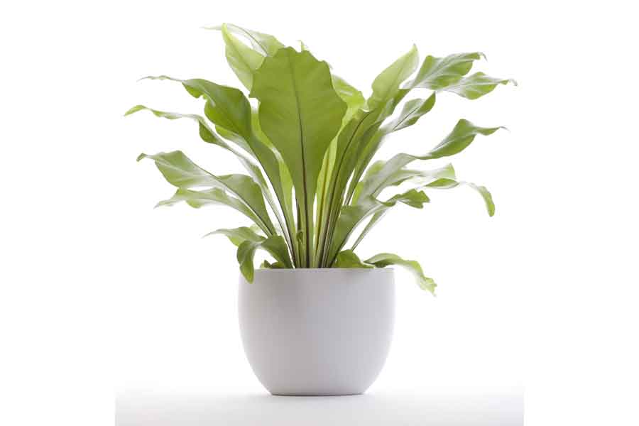 Plant Care Birds Nest Fern | Indoor Plant Care