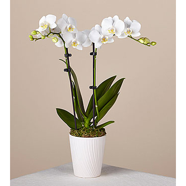 Phalaenopsis Orchid with White Flowers | Flowers Plants Delivery