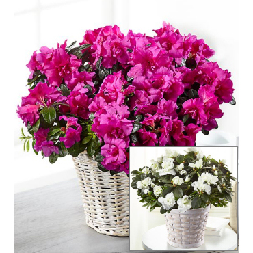 Blooming Azalea Plant | Plants Flowers Gifts Delivered