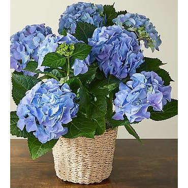 Blue Hydrangea Plant | Plants Flowers Gifts Delivered