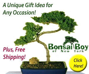 Bonsai Plants Tree for Outdoors or Indoors | Plants Flowers Trees