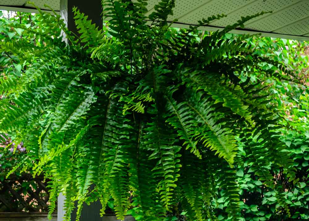 fern boston plant care ferns plants indoor flowering flowers houseplants houseplant indoors plantandflowerinfo leaves tropical visit