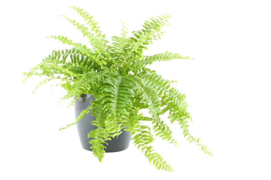 Plant Care Boston Fern | House Plants Flowers