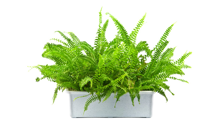 Boston Fern Care | House Plants Flowers