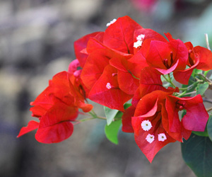 Red Flowers Bougainvillea Branch | Pictures Flowers Plants