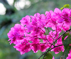 Plant Pictures | Pink Flowers on Bougainvillea Bush