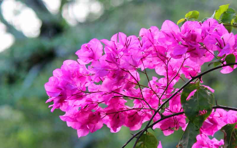 Image Pink Bougainvillea Flowers | Pictures of Flowers Plants