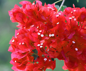 Pictures Bougainvillea Flowers | Plants Flowers Pictures