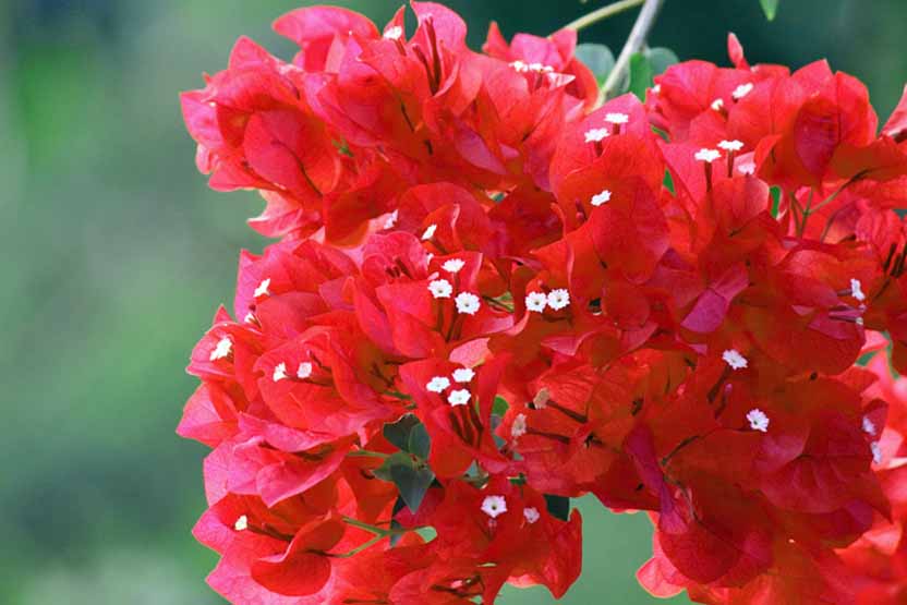 Image Red Bougainvillea Flower Cluster | Plant Flower Images