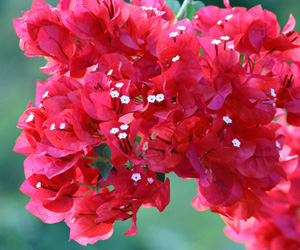 Pictures Bougainvillea Flowers | Plants Flowers Pictures