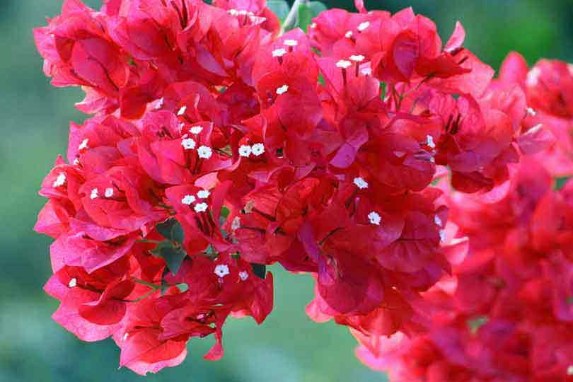 Image of Pink Bougainvillea Flower | Images Flowers Plants