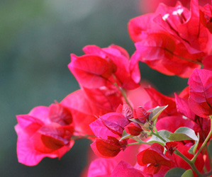 Pictures Bougainvillea Flowers | Plants Flowers Pictures