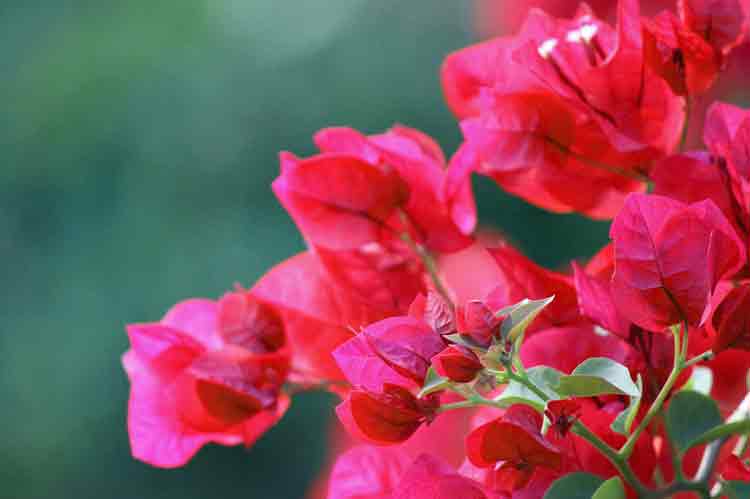 Image Red Bougainvillea Flowers Buds | Plant Flower Images