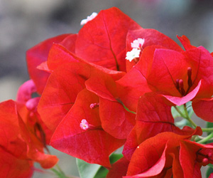 Pictures Bougainvillea Flowers | Plants Flowers Pictures