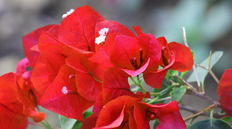 Picture of Red Bougainvillea Bush in Bloom | Plant Flower Images