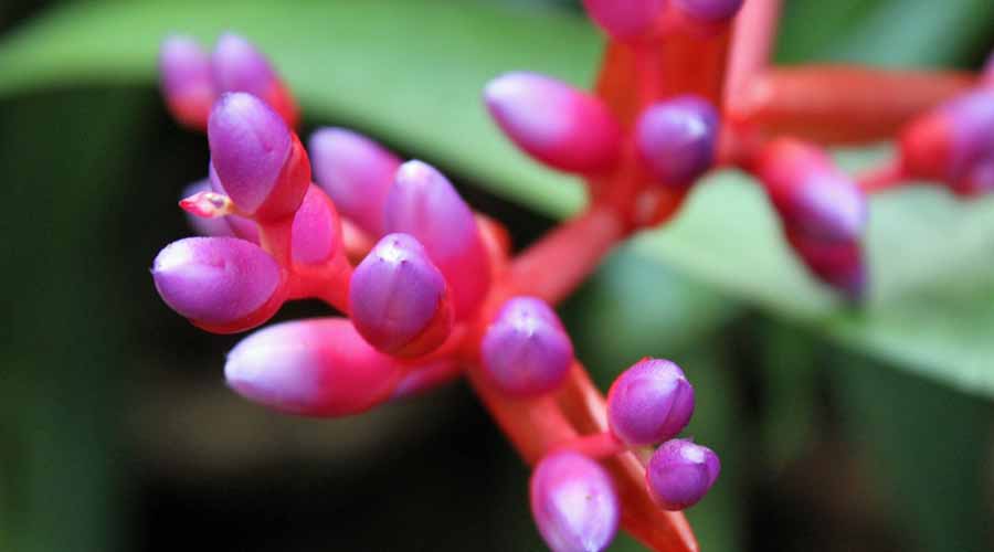 Image of Aechmea Bromeliad Flower | Pictures of Flowers Plants