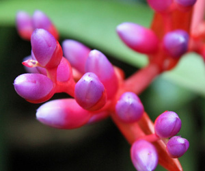 Aechmea Flower Plant Picture | Pictures Flowers Plants