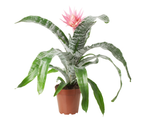 Best House Plants | Bromeliad Plant Care