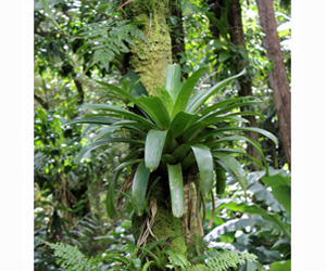 Plant Pictures | Bromeliad in Jungle