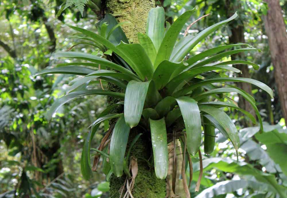 Image of Bromeliad Growing on Tree | Images Flowers Plants