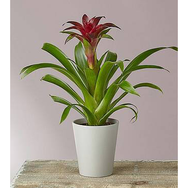 Best House Plants | Bromeliad Plant Care