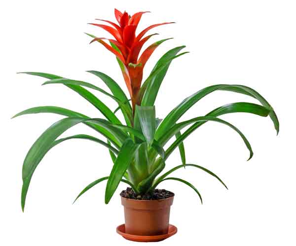 Plant Care Guzmania Bromeliad | Indoor Plants Pictures and Names