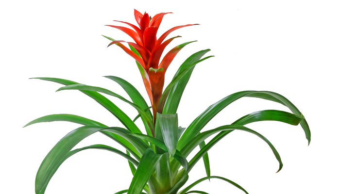 Care for Bromeliad - House Plants Flowers