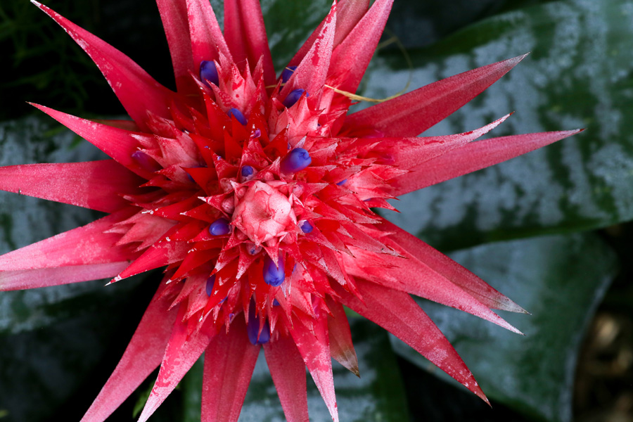 Bromeliad Plant Care | House Plants Flowers