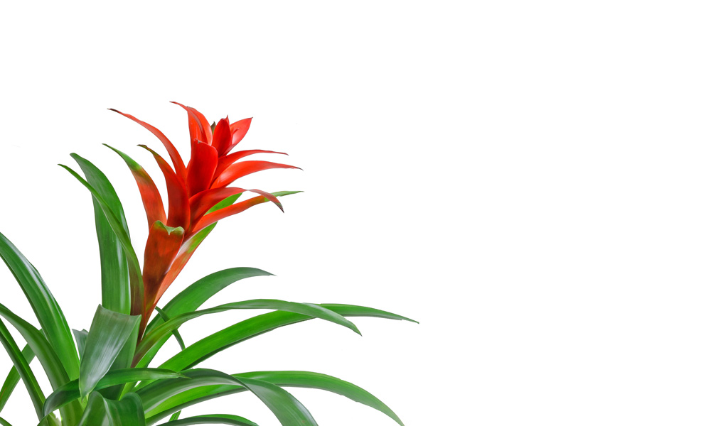 Plant Care Guzmania Bromeliad | Indoor Plants Flowers