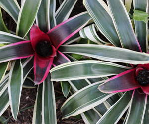 Plant Pictures | Neoregelia Bromeliad Plant