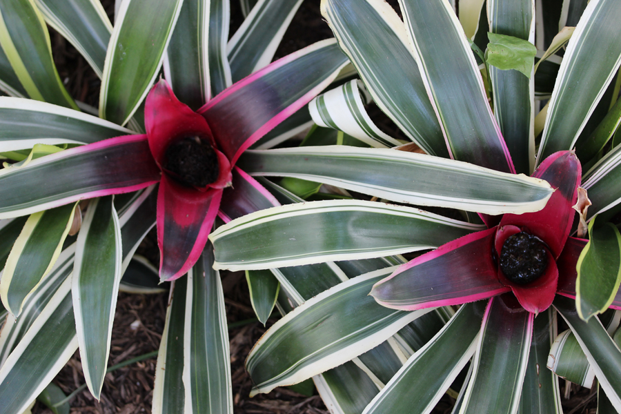 Picture of Neoregelia Bromeliads | Pictures Plants Flowers