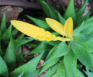 Plant Pictures | Yellow Flower on Vriesea Ospinae Bromeliad