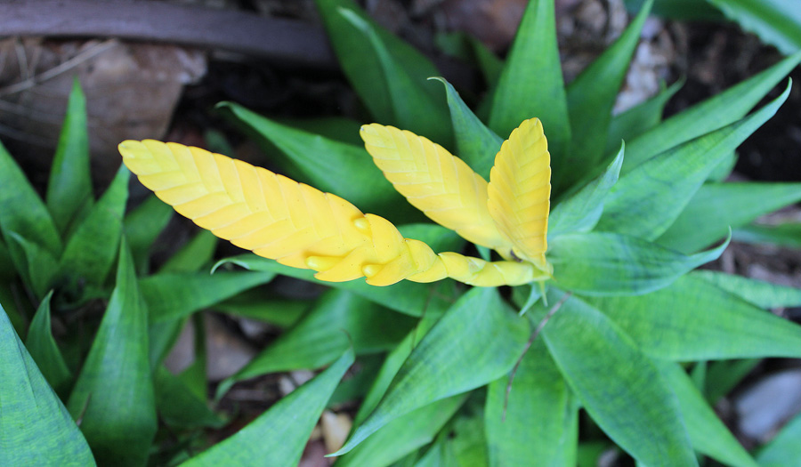 Picture of Bromeliad Plant with Yellow Flower