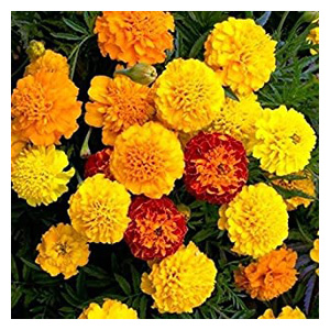 Buy Seeds Flowers for Gardening Growing Marigold