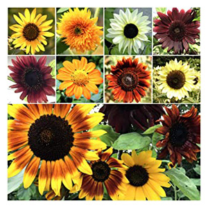 Buy Flower Seeds | Gardening Growing Sunflower Flowers