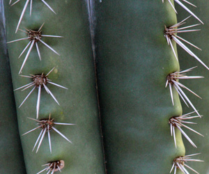 Plant Pictures | Cereus Cactus Picture