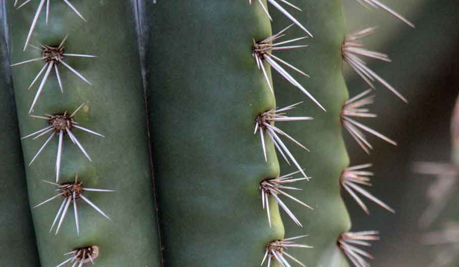Image of Cereus Cactus Closeup | Images Flowers Plants