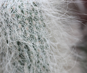 Old Man Cactus Cephalocereus senilis | Pictures Flowers Plants