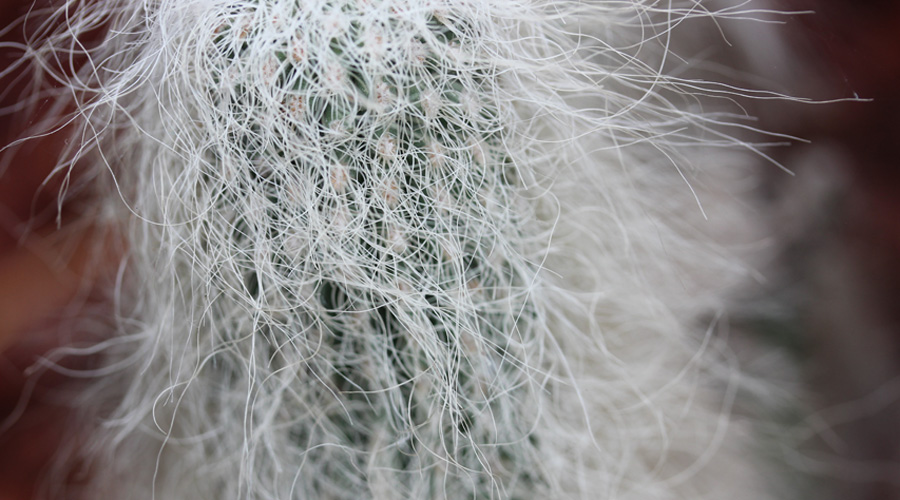 Picture of Old Man Cactus | Pictures Plants Flowers