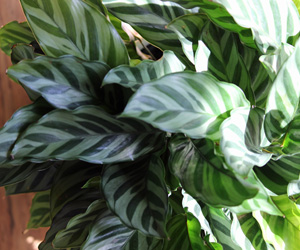 Calathea Plant Picture | Plants Pictures Flowers