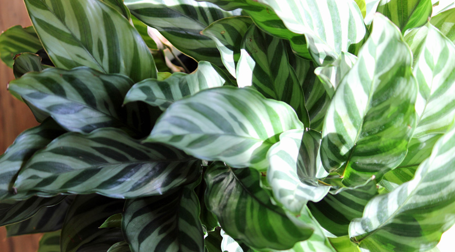 Picture of Calathea Plant Leaves | Pictures Plants Flowers